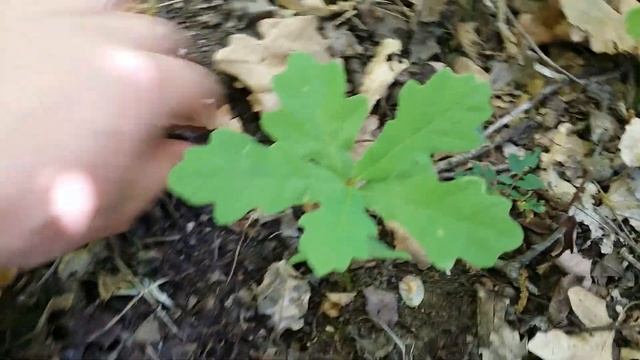 Проверка посадок желудей Дуба(Черешчатого)АР Крым г.Севастополь,Сапун-Гора 2020г. смотреть онлайн