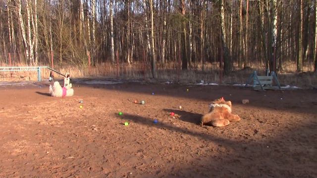 уч. 33 "Пиратская вечеринка 2016" Альма 27.03.16 смотреть онлайн