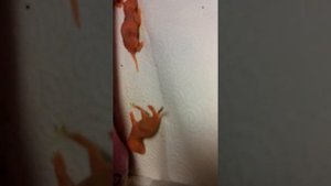 Кормим крысят из пипетки