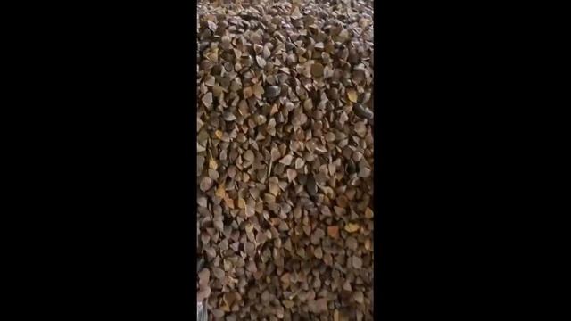 Гречиха от подсолнечника и пшеницы на фотосепараторе смотреть онлайн