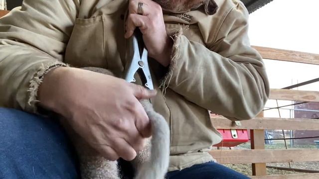 How to : Docking Lamb tails смотреть онлайн