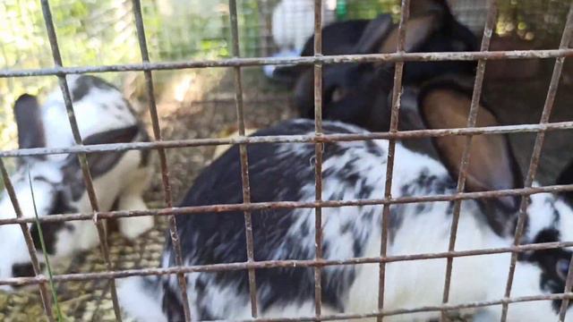 Что делать в сильную жару. Как спасти себя и животных. Меняем ритм жизни. смотреть онлайн