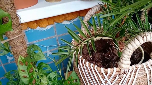 Огород и цветник на балконе июнь вторая половина смотреть онлайн