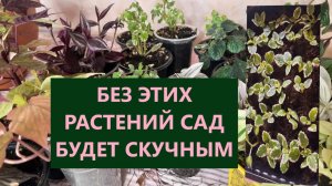 Каждый год сохраняю декоративно-лиственные растения для сада  украшаю кашпо и делаю композиции.