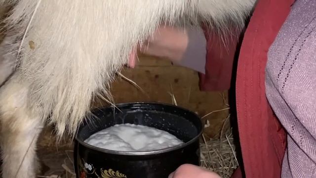 Самоизоляция в деревне: добываем молоко и делаем творог смотреть онлайн
