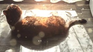 Доброе утро кошки Сони