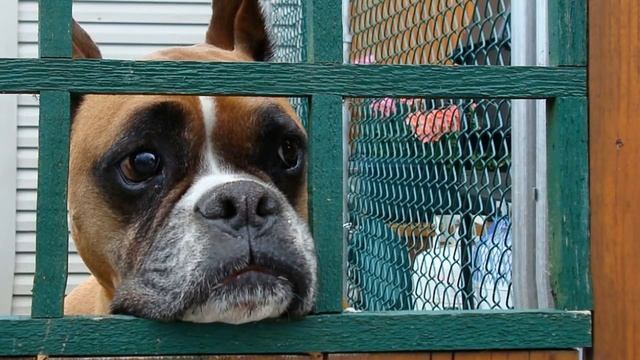 Сижу за решеткой в темнице сырой смотреть онлайн