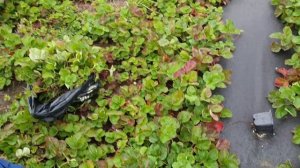 Копаем клубнику. Купчиха рассада ОКС.