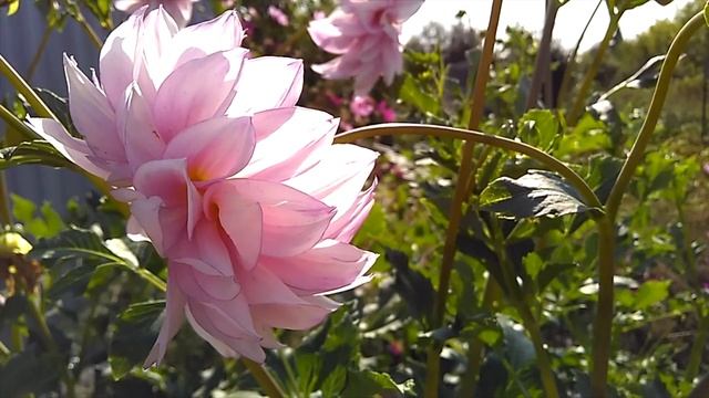 Георгины в Сибири_Dahlias in Siberia