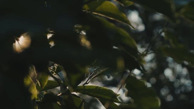 Как хотели изменить Коран? смотреть онлайн