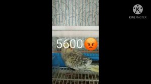 Вы сказали 3600😇 А он требует 5600😡