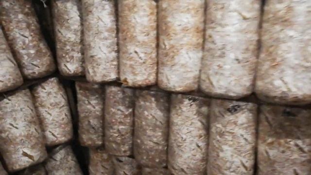 Еринги, белый степной гриб, вешенка королевская, Pleurotus eryngii названия одного гриба, сезон 202