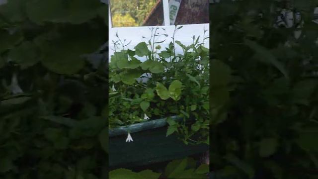Выпуск 27: Цветы в кашпо, висячие сады🌺🌸🌼
