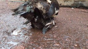 Muscovy Duck Mating 16June 2021 In My House