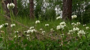 Прогулка по санаторию Васильевский. Поселок Васильево Июнь 2020.