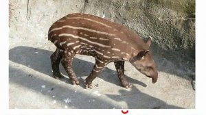 Животные непарнокопытные мозоленогие хоботные