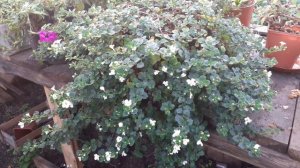 ОБЗОР РАСТЕНИЙ 27. 08 .21 СУПЕР КОЛЛЕКЦИЯ.