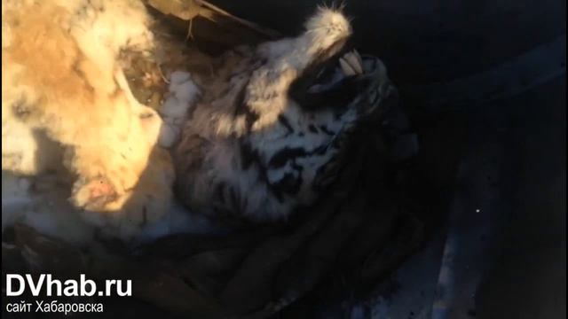 Погибший тигр Упорный смотреть онлайн