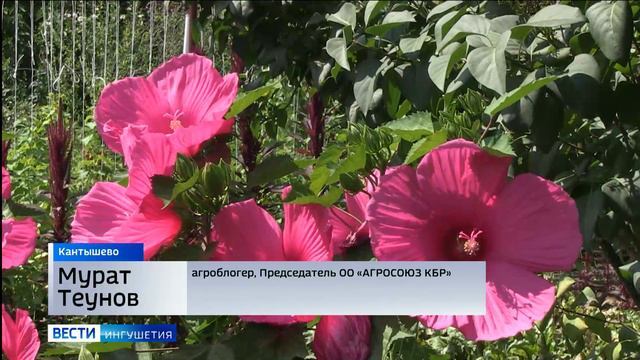 Креативные садоводы Ингушетии вдохновили известного агроблогера