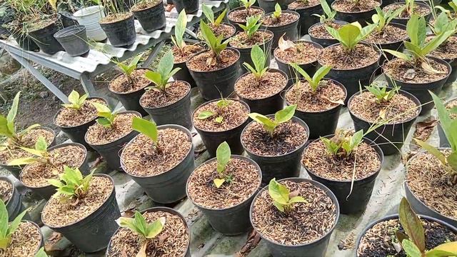 anthurium jemani king cobra di obral 50k .... #tanaman hias //cek harga смотреть онлайн