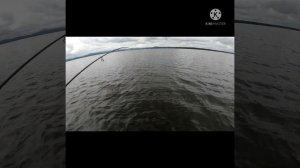 Попал на жор Щуки, на спиннинг с лодки. Рыбалка Аргази 2021