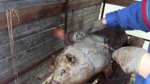 ПОРОСЁНОК НА МЯСО . ПОМЕСЬ КАРМАЛА И ВЬЕТНАМСКОГО КАБАНА