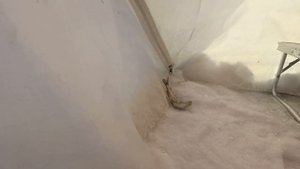 ЛОВЛЯ СИГА! Как поймать сига подо льдом! Подводные съемки! 06.03.22