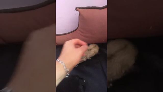 Будни наших чихуахуа Влог красивых чихуахуа, Симферополь, Крым, Питомник чихуахуа Кастропуло,Kastro