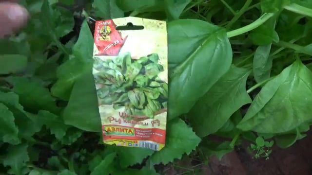 ЛУЧШИЕ СОРТА РЕДИСА И ШПИНАТА | Светлана Самойлова смотреть онлайн