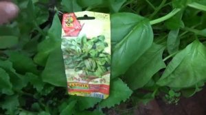 ЛУЧШИЕ СОРТА РЕДИСА И ШПИНАТА | Светлана Самойлова