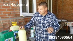 Чем обрабатывать розы от мучнистой росы.