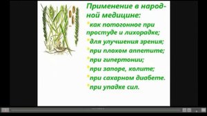 Пырей Лечебные свойства