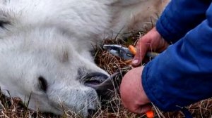 Белый медведь пришел просить о помощи, присмотревшись, они обнаружили что-то ужасное.