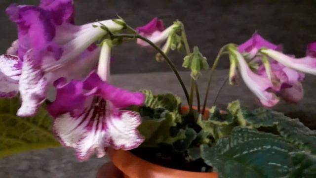 DS - В АЖУРЕ, стрептокарпус смотреть онлайн