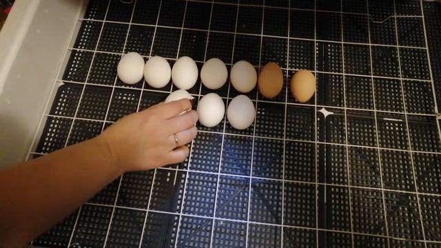 Закладка инкубатора куриными яйцами "орпингтон, леггорн и русские хохлатые". смотреть онлайн