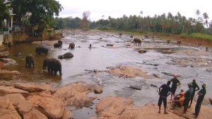 Шри Ланка Sri Lanka. Прекрасный остров Цейлон зимой. Путешествие по острову за 4 минуты))