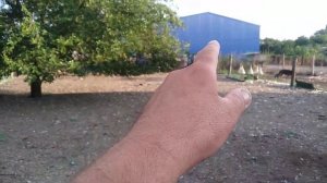 Защита гусят от ворон.Простой дешовый метод.