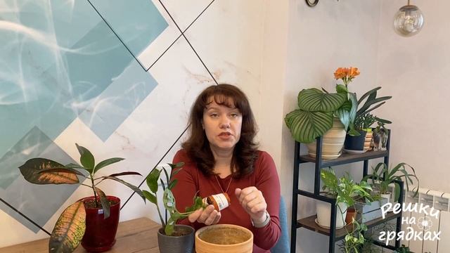 Почему гибнут комнатные цветы после пересадки Как избежать этого? смотреть онлайн