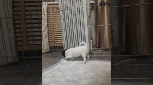 Игры щенков породы американский той фокстерьер / Playing puppies American toy fox terrier