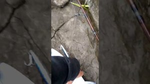 Желтохвостая лакедра, Владивосток