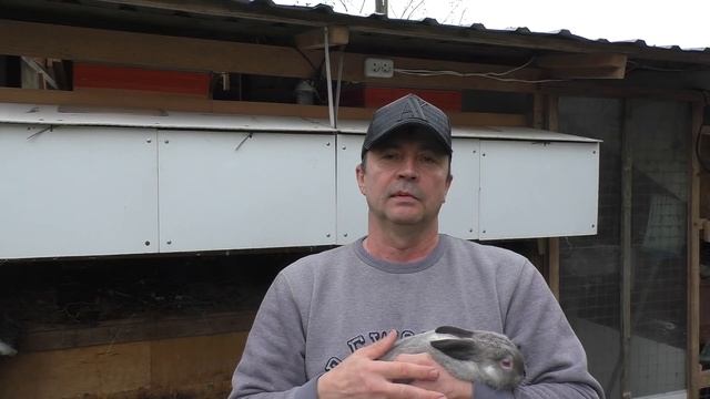 ОПРЕДЕЛЯЕМ ПОЛОВЫЕ ПРИЗНАКИ КРОЛИКА У НОВОРОЖДЁННЫХ КРОЛЬЧАТ Кролики содержание и разведение смотреть онлайн