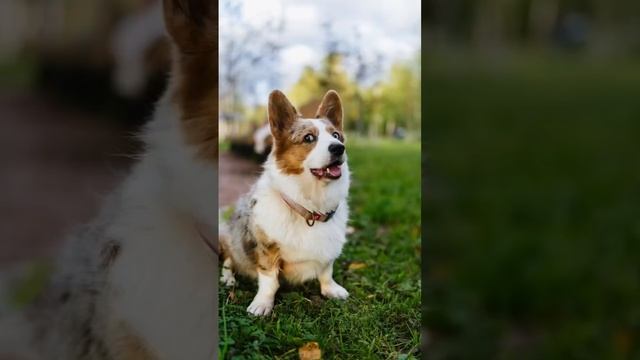 Встретил мраморного корги с разноцветными глазами! Фотосессия для собачки