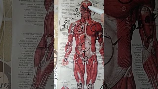 Ложь создаёт спазмы, в сухожилиях, фасциях, суставах, мышцах. смотреть онлайн