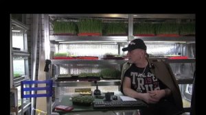 Микрозелень, витграсс, микрогрин, микрозелень свеклы, бораго