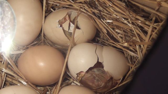 Рождение цыплят. Вылупление цыплят. Цыплята из коробки Мы такого не ожидали.