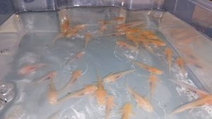 Аксолотль не может опуститься на дно аквариума