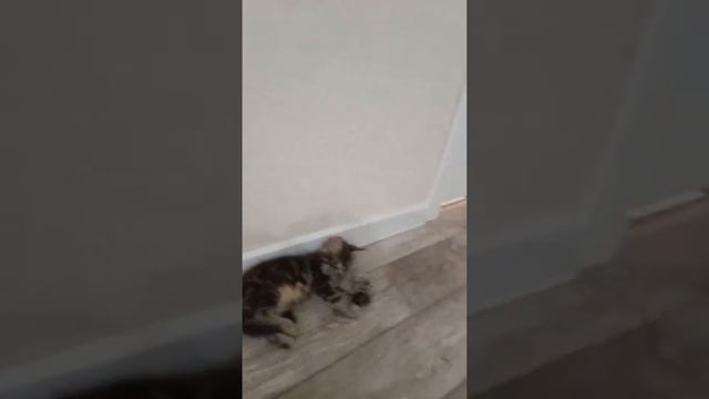 о что нужно подумать перед тем как завести мейн-куна 🐱 смотреть онлайн