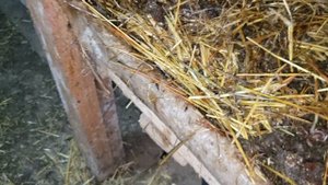 Тонкости при выращивании червей для рыбалки на реализацию.