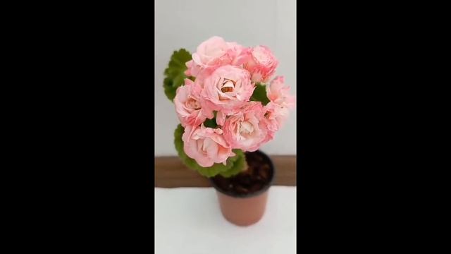 Denise Sutarve. Квітнення молодого кущика смотреть онлайн