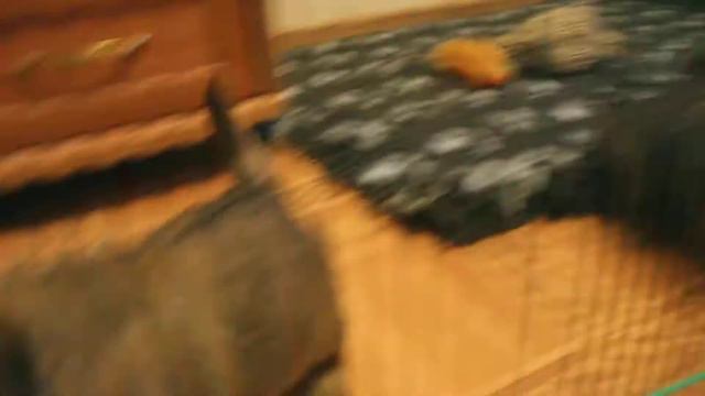 норвич терьерчики 20.02.2018 г.р. смотреть онлайн